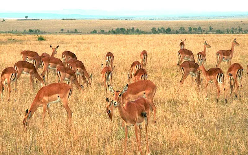 Facts about Impalas