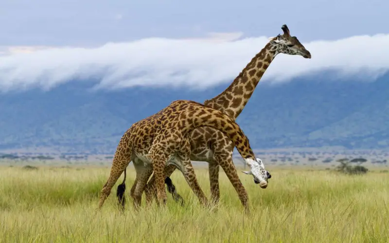 The Rothschild Giraffe 