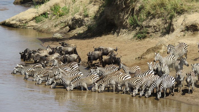  3 Days 2 Nights Masai Mara Safari