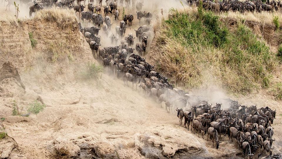 3 Days  Masai Mara Wildebeest Great Migration