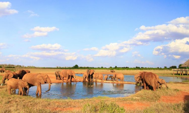 3 Days Tsavo East National Park Safari