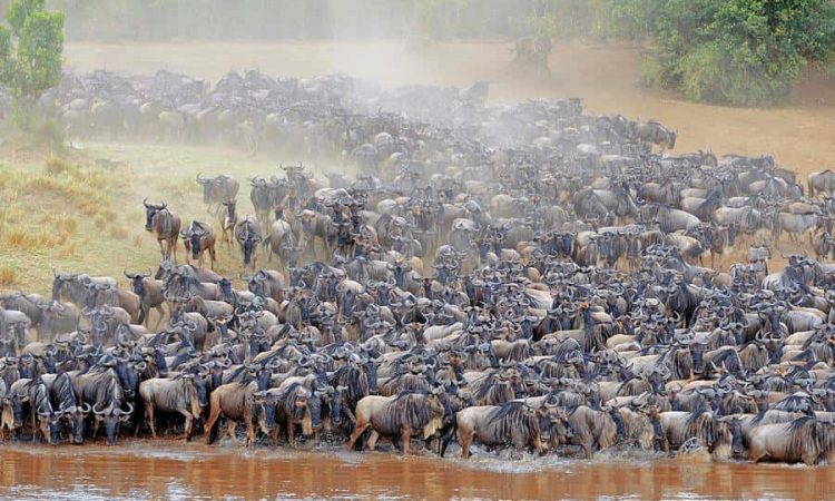 3 Days 2 Nights Mara Wildebeest Experience