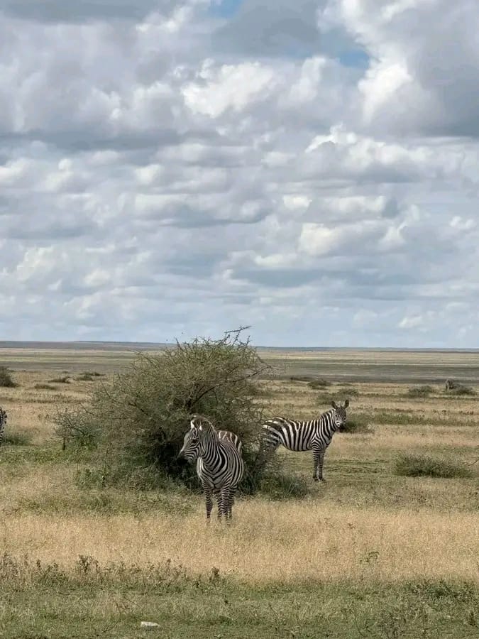 3 Days Masai Mara