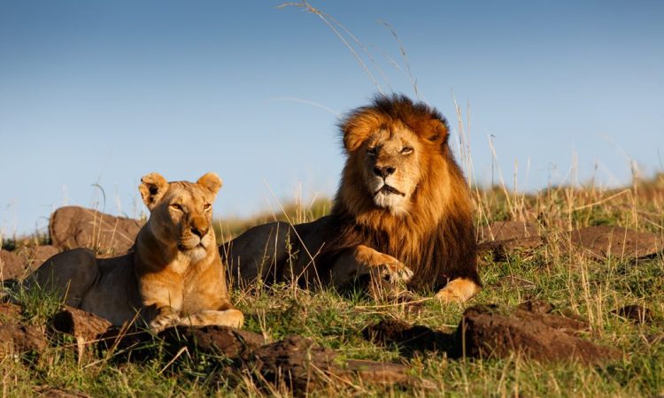 3 Days Masai Mara Deals