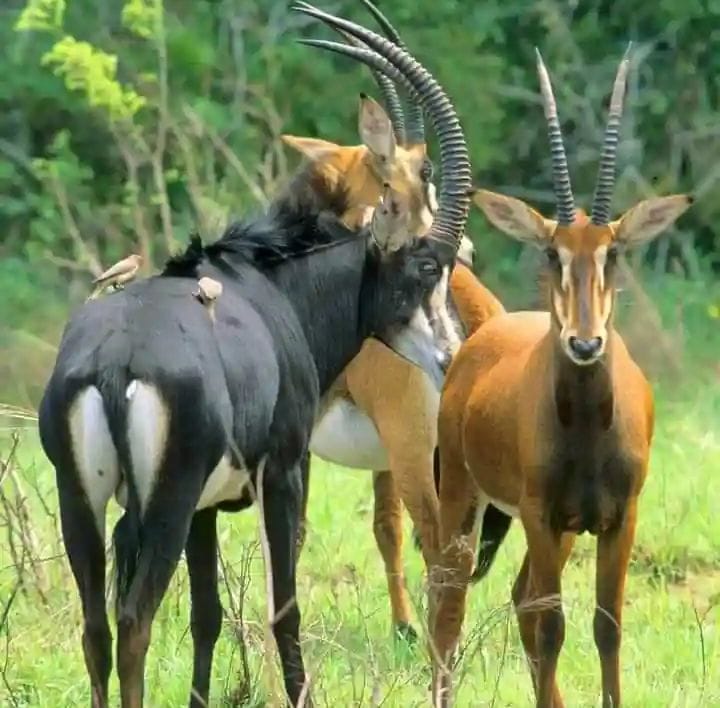 4 DAYS AMBOSELI,TSAVO EAST AND TSAVO WEST SAFARI TOUR.