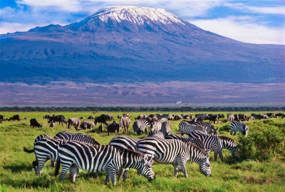 Amboseli Day Trip 
