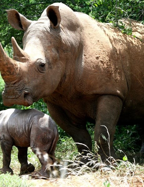 3-Day Memorable Masai Mara Mid Range Flying Package