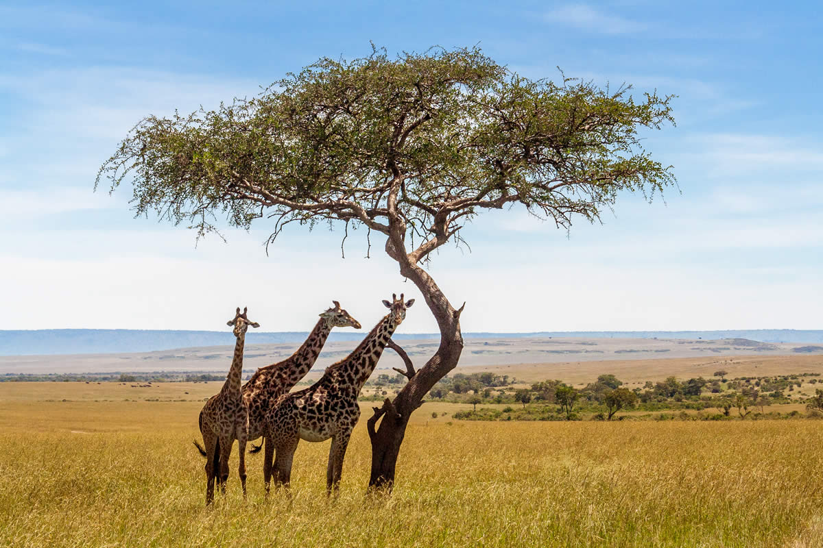 EXPORE NORTH NATIONAL PARKS SAFARI -7 DAYS