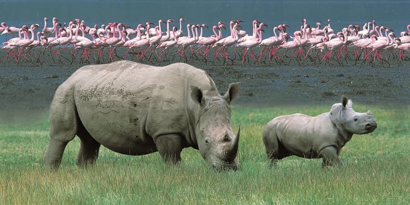 Lake Nakuru Day Trip 