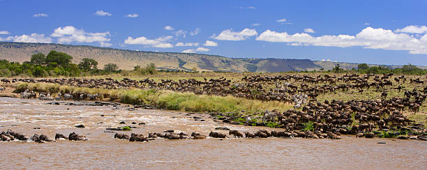 Maasai Mara Wildebeest Migration Bush Safari