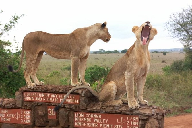 Nairobi National Park Day Trip 