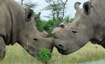 OLpejeta Conservancy Day Tour