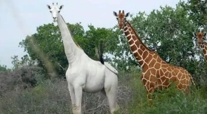SAMBURU ,AMBOSELI,NAKURU ,MAASAI MARA AND NAIVASHA 10 DAYS ROUND TRIP.