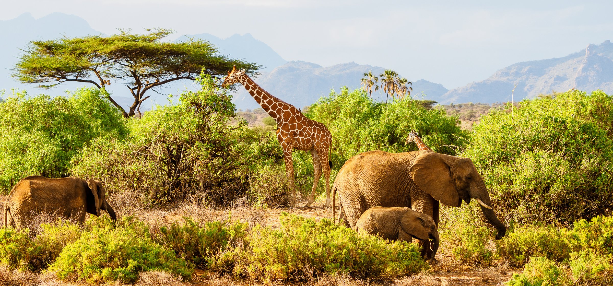 Samburu Easter 