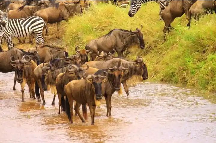 THE GREAT MIGRATION EXPERIENCE -5 DAYS
