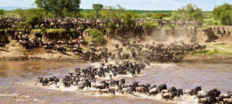  3 Days  Masai Mara Wildebeest Great Migration