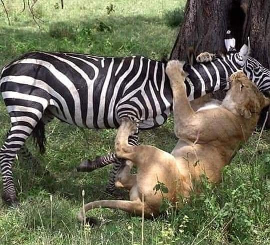  3 Days  Masai Mara Wildebeest Great Migration