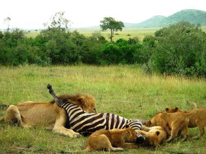  3 Days  Masai Mara Wildebeest Great Migration