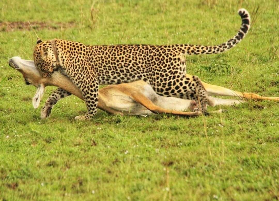  3 Days  Masai Mara Wildebeest Great Migration