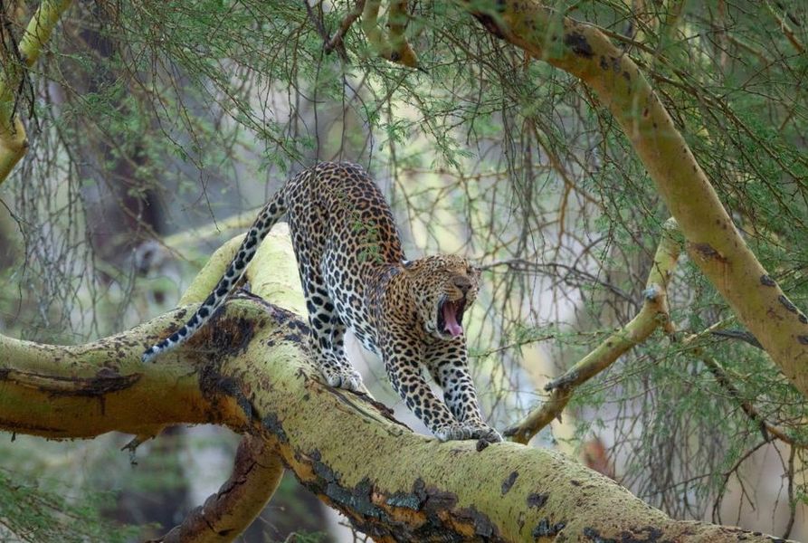 Lake Nakuru Day Trip 