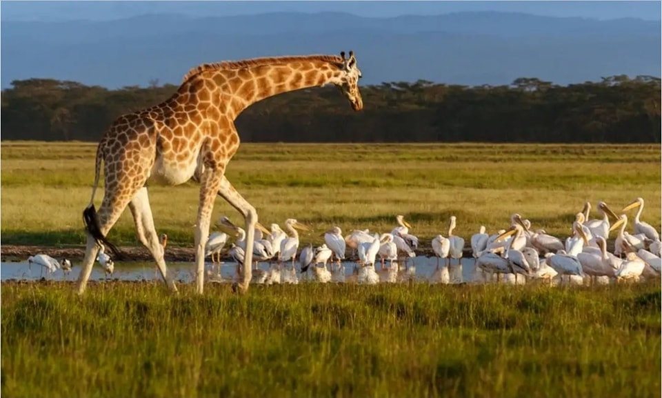 Lake Nakuru Day Trip 