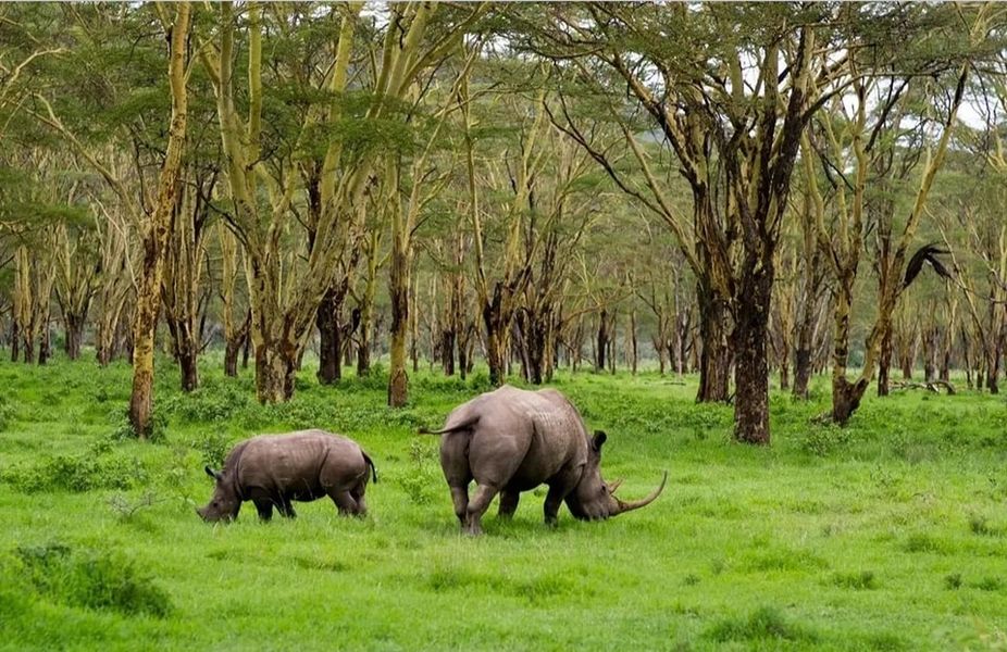 Lake Nakuru Day Trip 