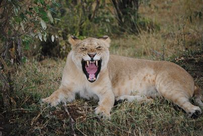 Lake Nakuru Day Trip 