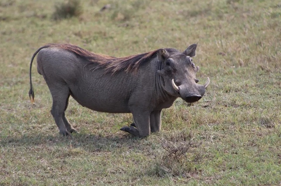 Lake Nakuru Day Trip 