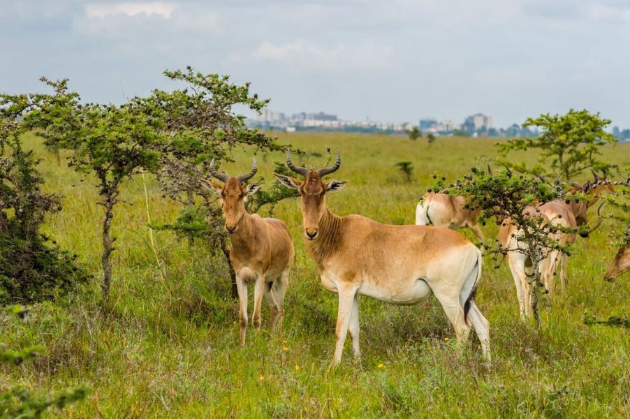 Nairobi National Park Day Trip 