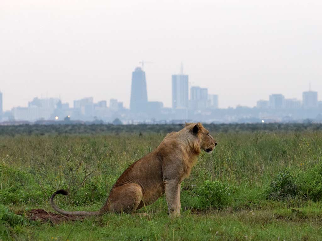 Nairobi National Park Day Trip 