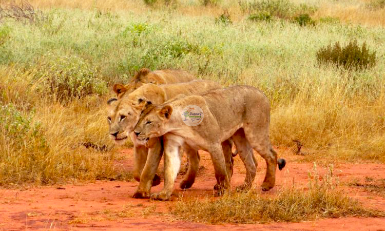 3 Days Tsavo East National Park Safari