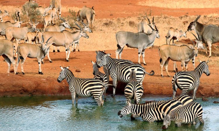 3 Days Tsavo East National Park Safari