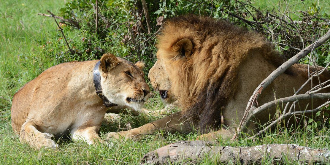 OLpejeta Conservancy Day Tour