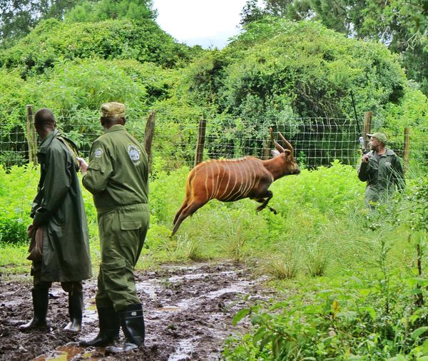 6 Days  Samburu, Lake Nakuru  and Amboseli Safari