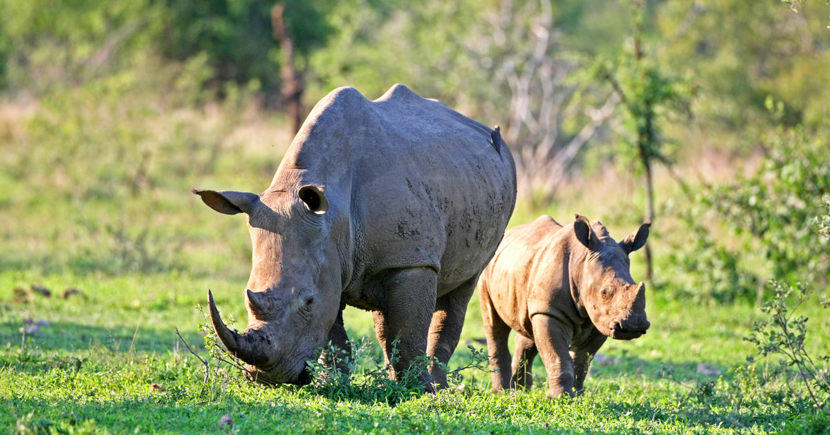 6 Days  Samburu, Lake Nakuru  and Amboseli Safari