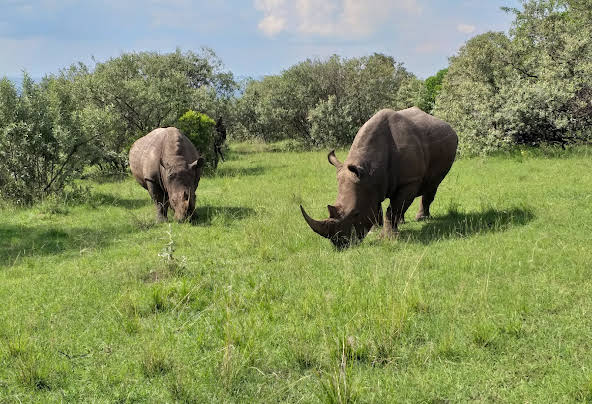 4 Days Amboseli and Tsavo West National Park Safari