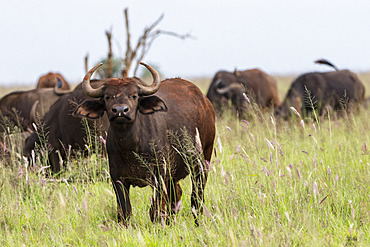 4 Days Amboseli and Tsavo West National Park Safari