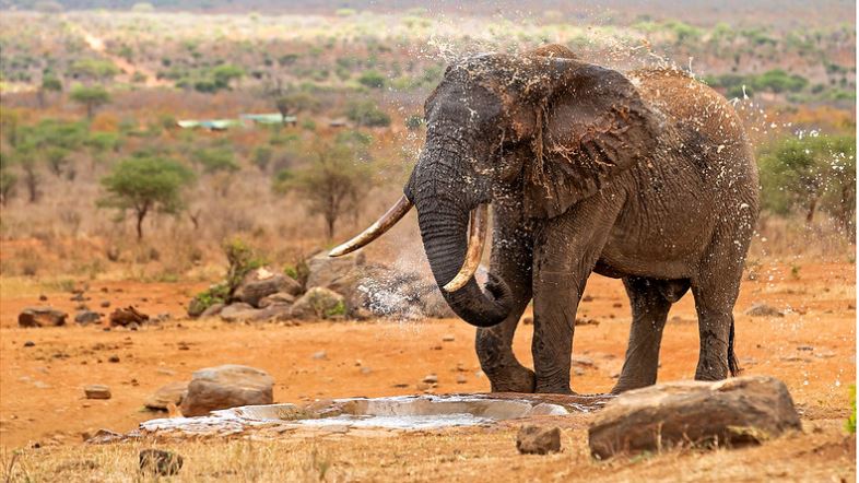4 Days Amboseli and Tsavo West National Park Safari