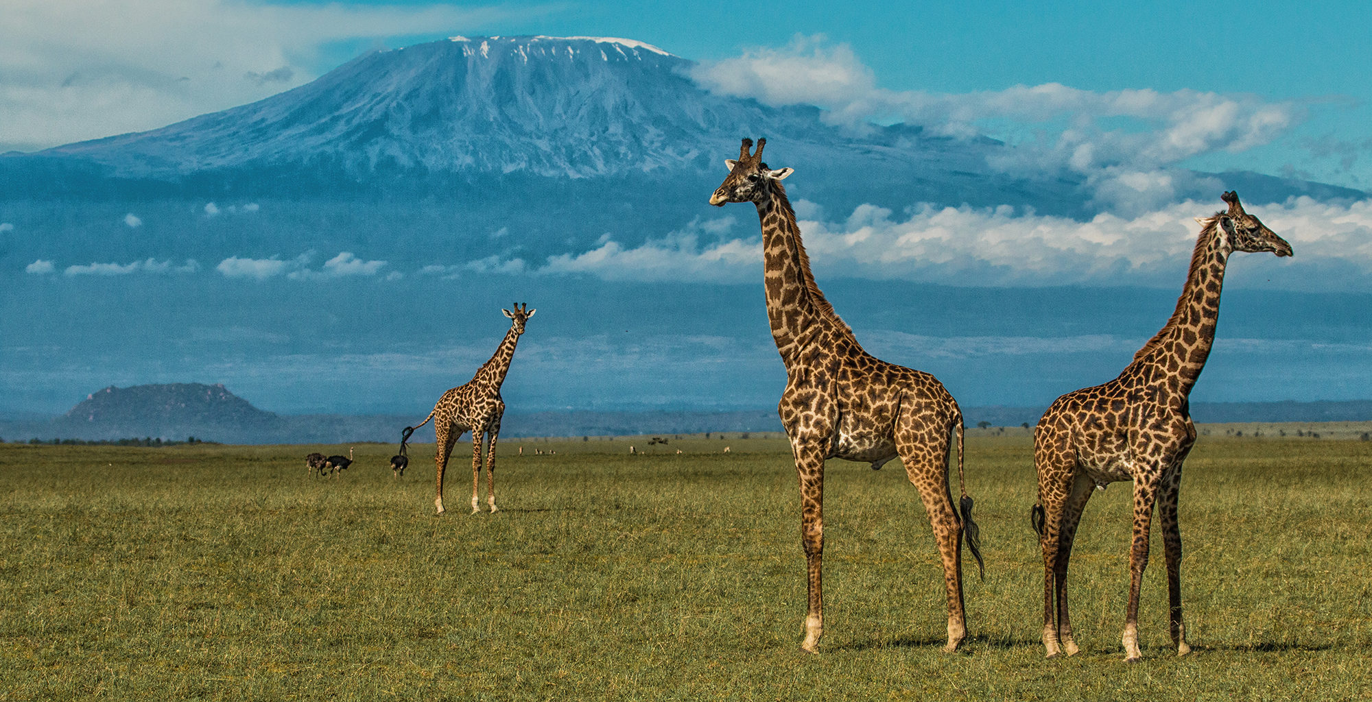 4 Days Amboseli and Tsavo West National Park Safari