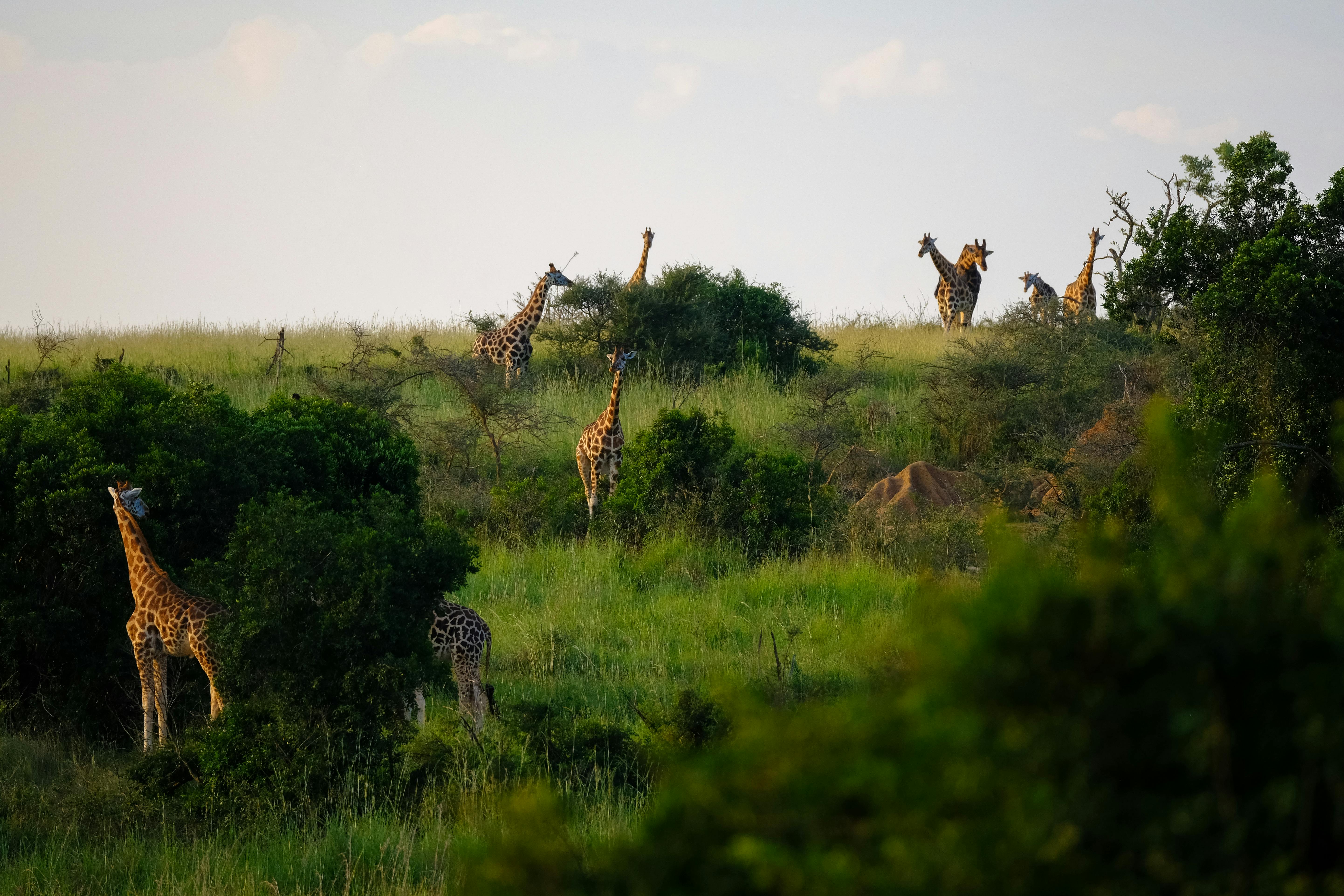 7 Day Kenya - Safari Adventure