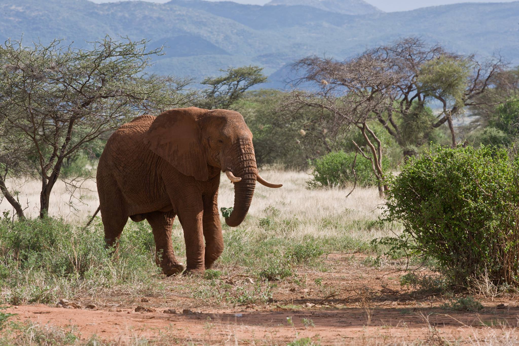 6 Days Kenyan Bush Safari 