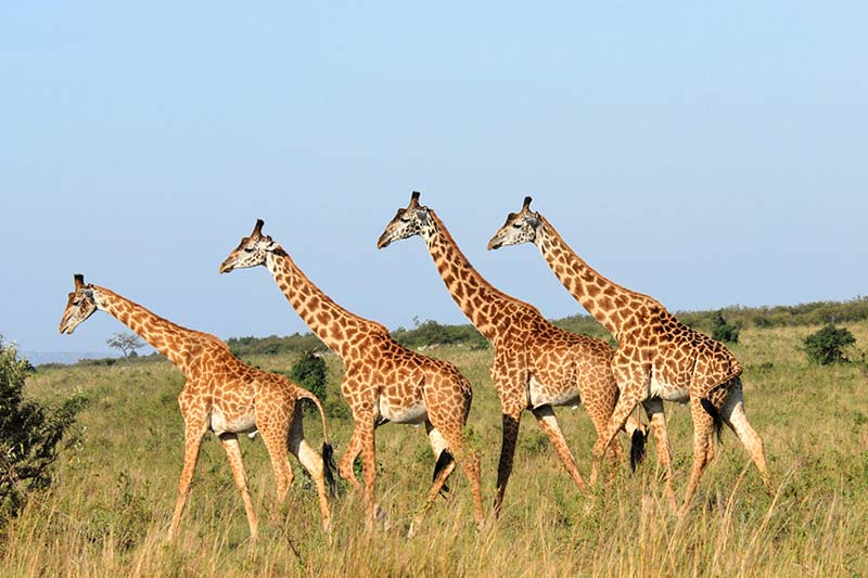  3 Days Masai Mara Safari
