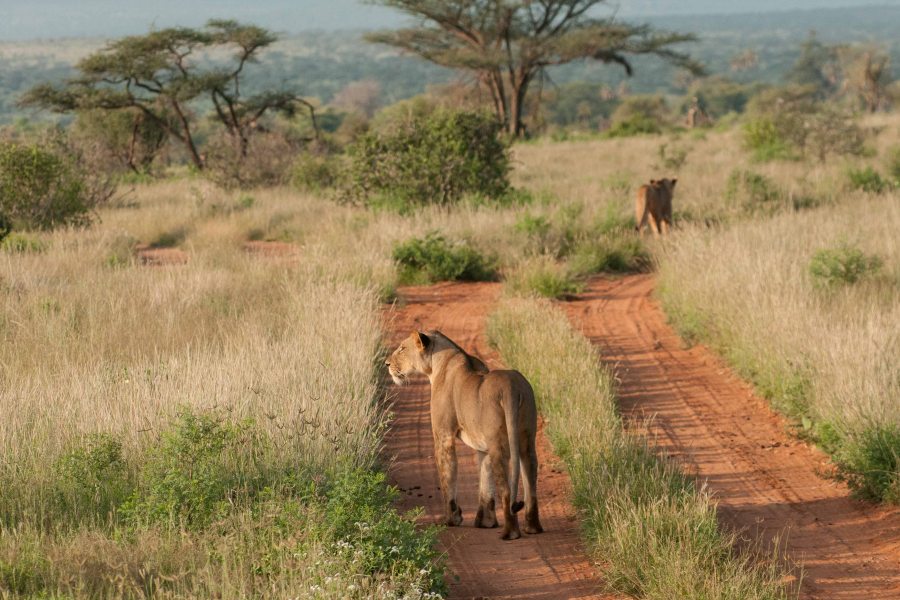 Samburu Easter 